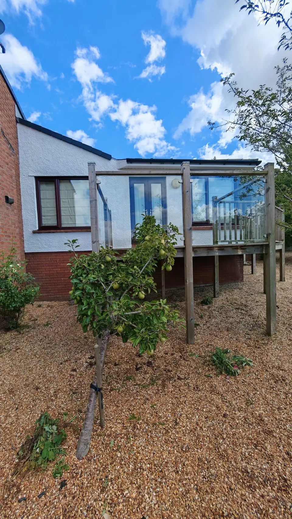 After: rear of the bungalow painted white behind the pear tree